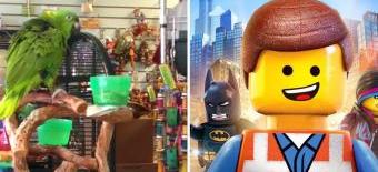 THIS PARROT CAN SING 'EVERYTHING IS AWESOME' BETTER THAN YOU article image