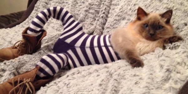 Cats wearing tights is the best thing you'll see all day! article image