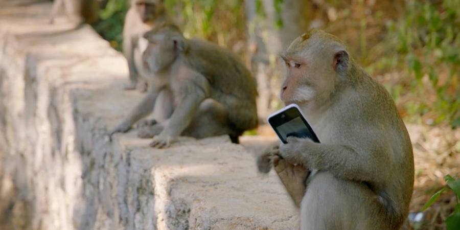 These smart monkeys rob peoples belongings so they can swap it for food article image