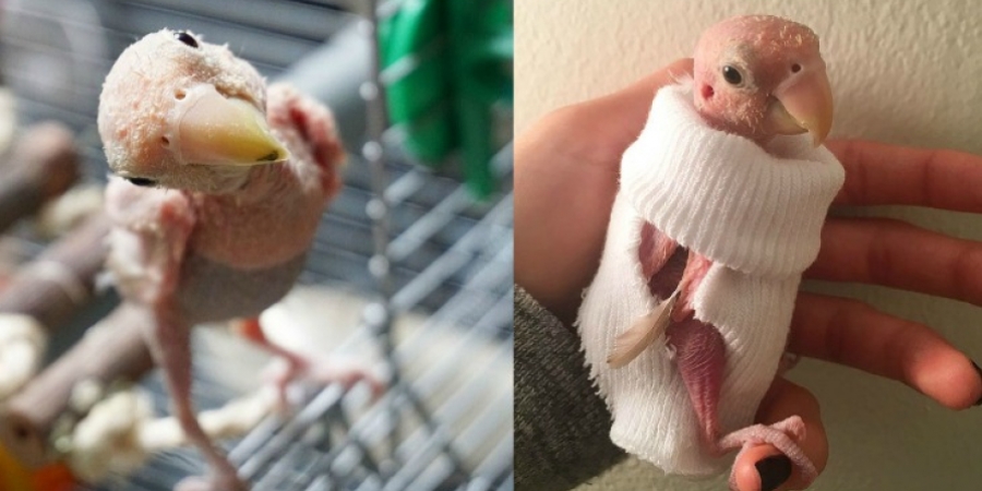 Meet the bald lovebird who wears jumpers to keep warm article image