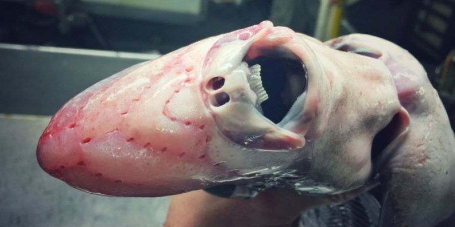 Deep sea fisherman posts pictures of his terrifying discoveries article image