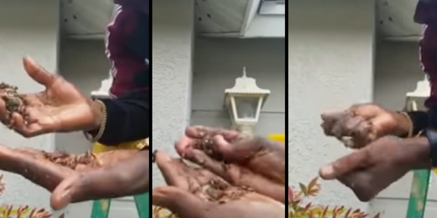 Guy savagely destroys wasps nest with bare hands article image