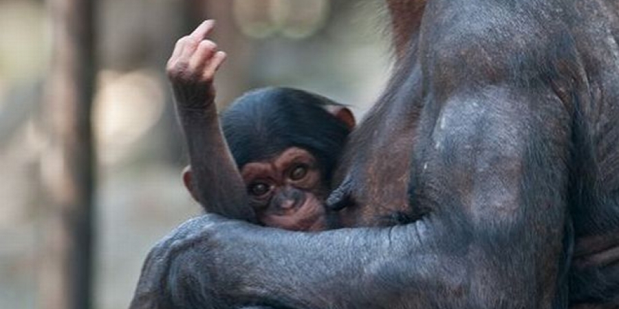 Zoo keepers reveal which animals are the biggest assholes article image