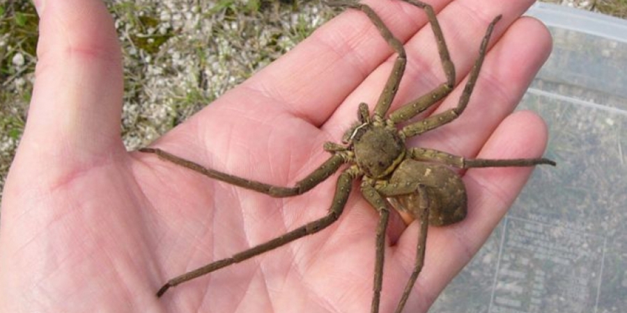 Giant huntsman spiders have officially made their way to the UK article image