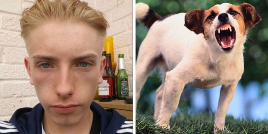 Teenager has nose bitten off by friends jack russell article image
