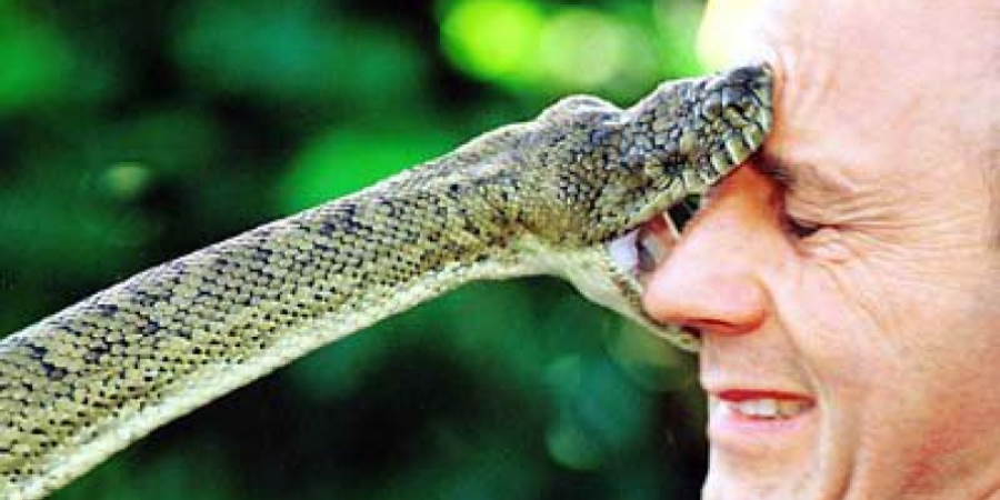Videos of people getting bitten by snakes is weirdly hilarious article image