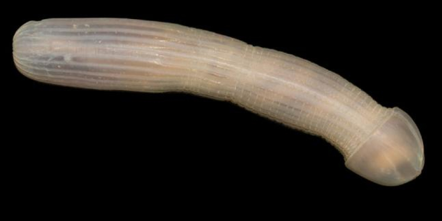 Deep sea divers discover penis-shaped fish in Australian ocean article image