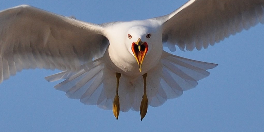 Guy has ball torn off by angry seagull article image
