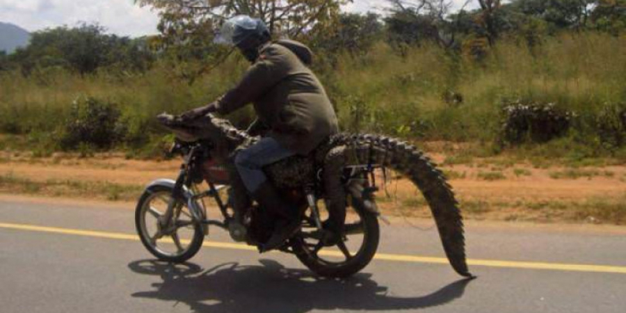 Only in Africa! article image