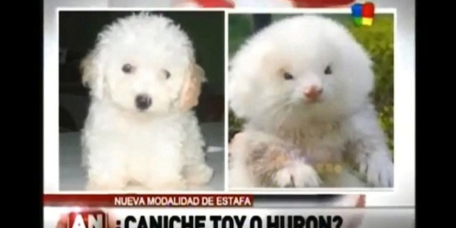 Guy tries to buy toy poodle, gets steroid-pumped fluffy ferret instead article image