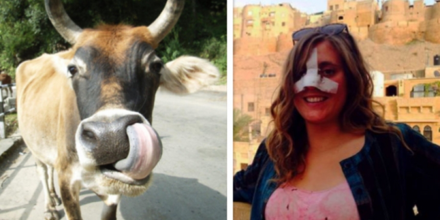 Backpacker attacked by cow after she mocked it by singing Black Eyed Peas 'My Humps' article image