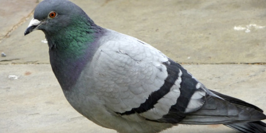 Pigeon found carrying 178 ecstasy pills in tiny backpack article image