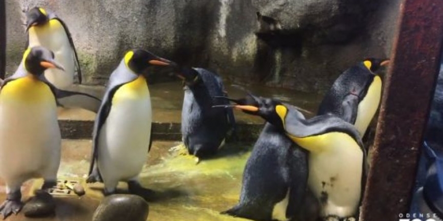 Gay penguin couple kidnap baby right from under parents beaks article image