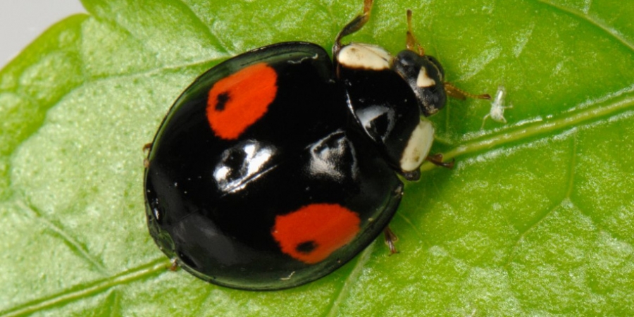 Swarms of STD-ridden ladybirds set to invade the UK article image