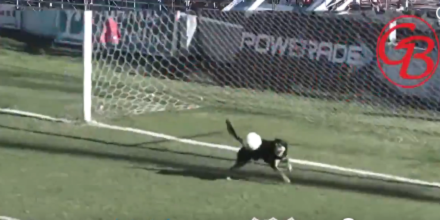 This Argentine dog is better than your team's keeper article image