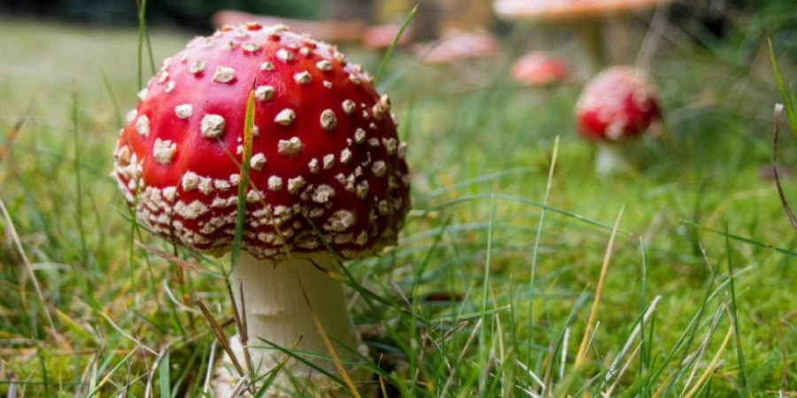 Denver just become the first city to decriminalise magic mushrooms article image