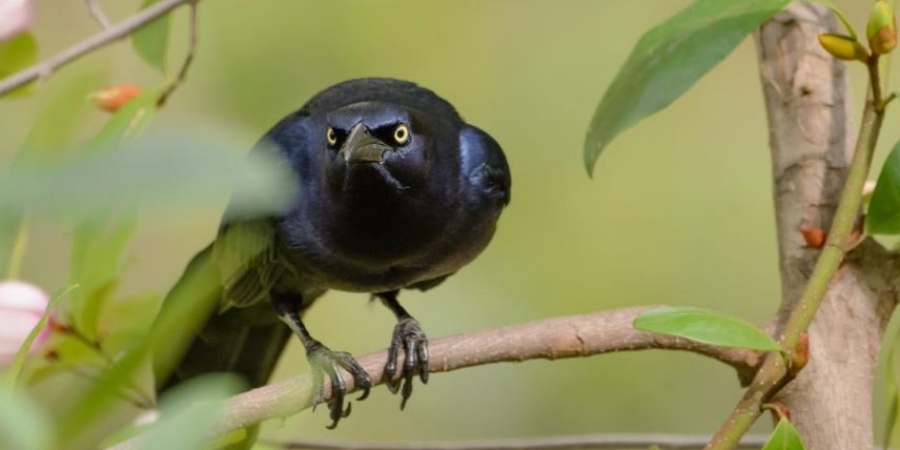 An angry crow named Russell has been attacking people in Sheffield! article image